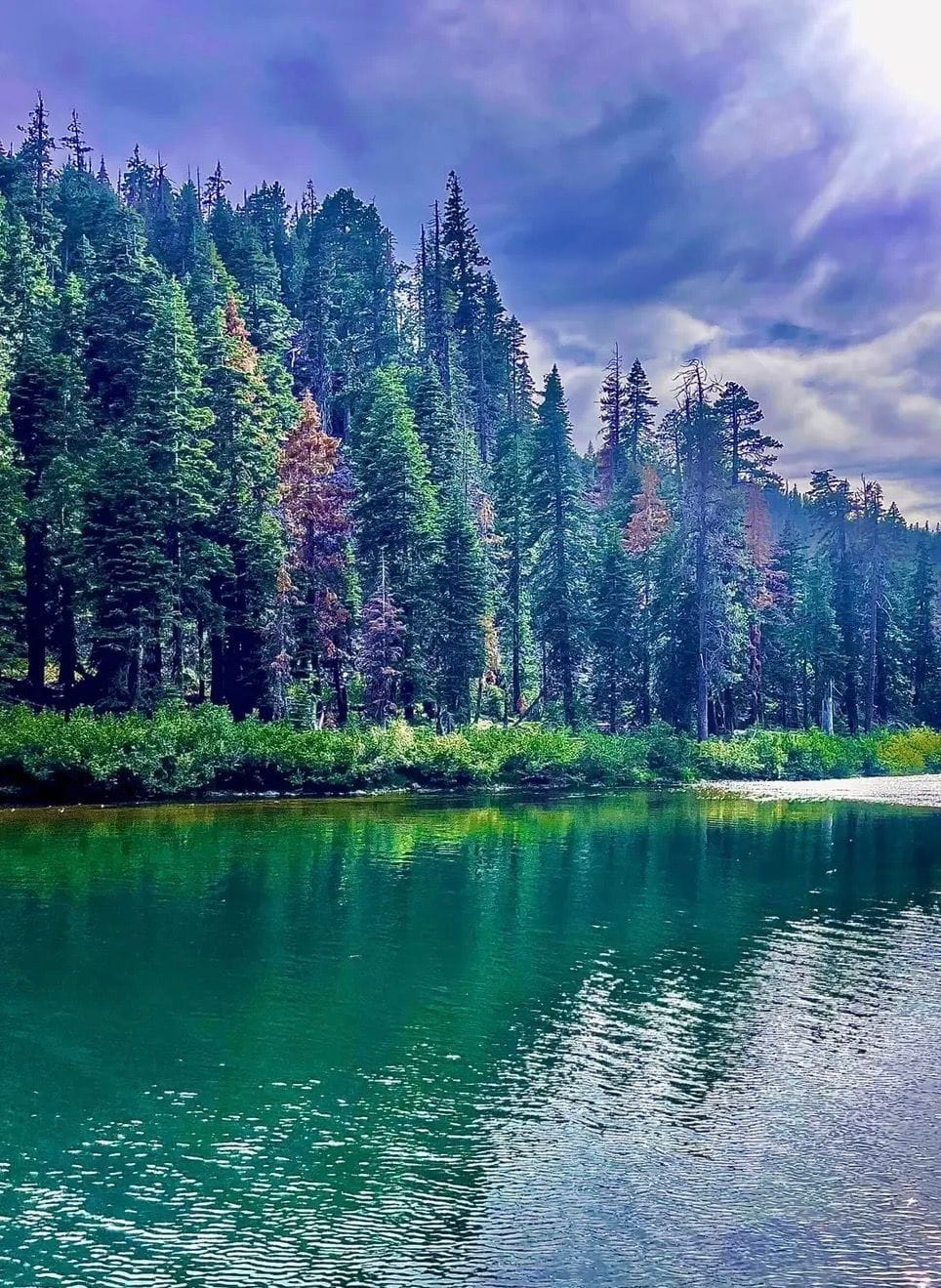 Tall pines along a green mountain lake
