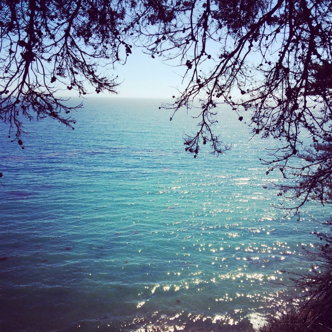 Sunlight on the ocean through tree branches